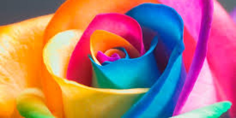 Rainbow Rose e diritti lgbt. Anche il PD faccia la sua parte